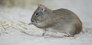 hamster